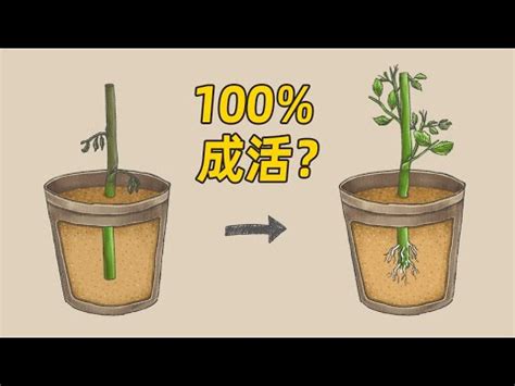 阿波羅植物繁殖